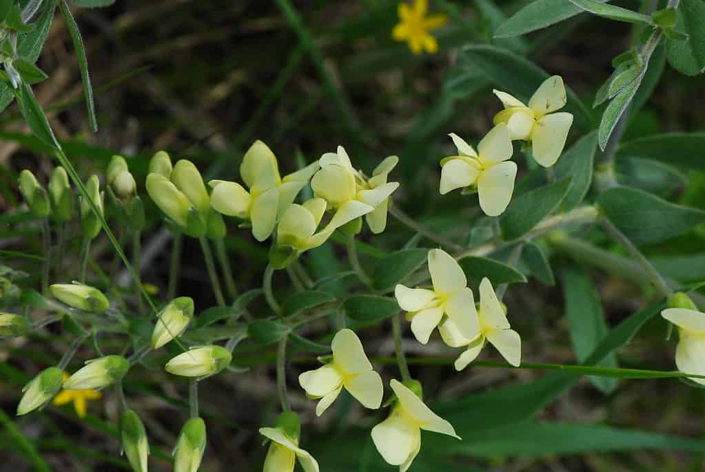 Cream Wild Indigo (Baptisia bracteata)