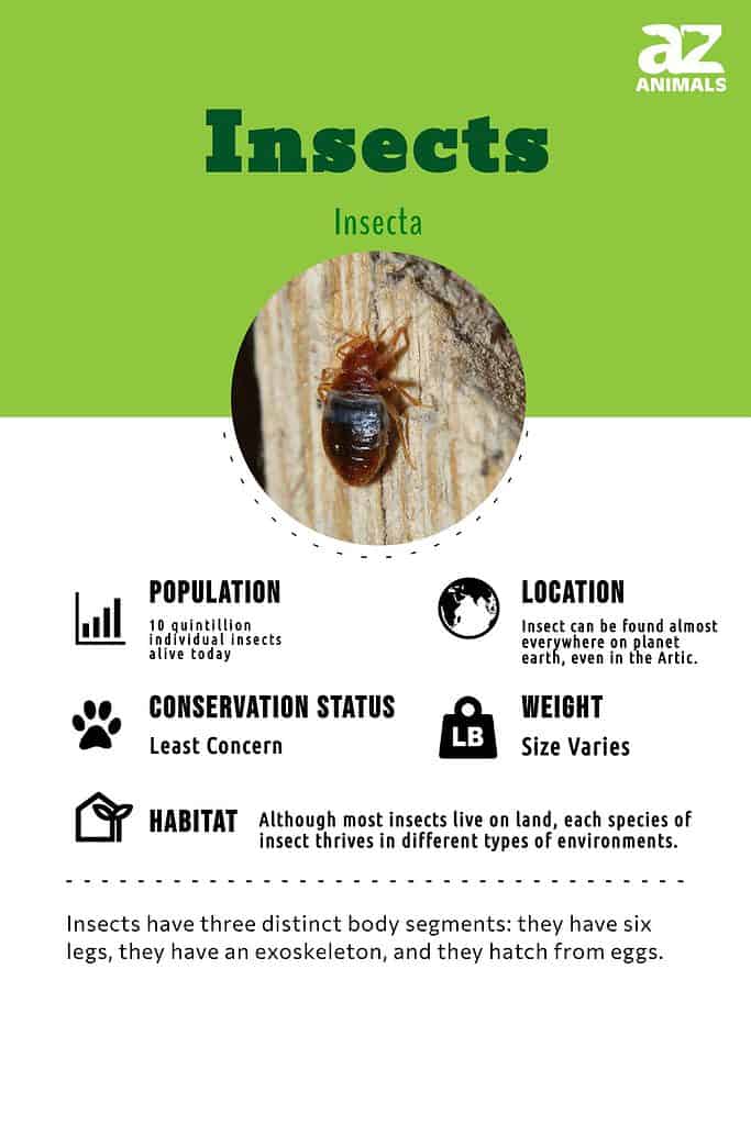 insects names a z