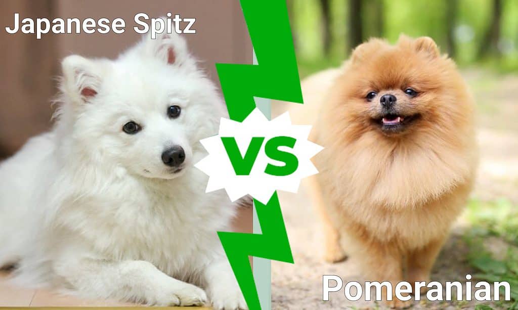 Japanese Spitz vs Pomeranian