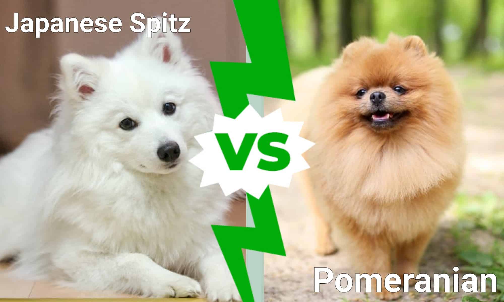 Japanese Spitz Pomeranian - Animals