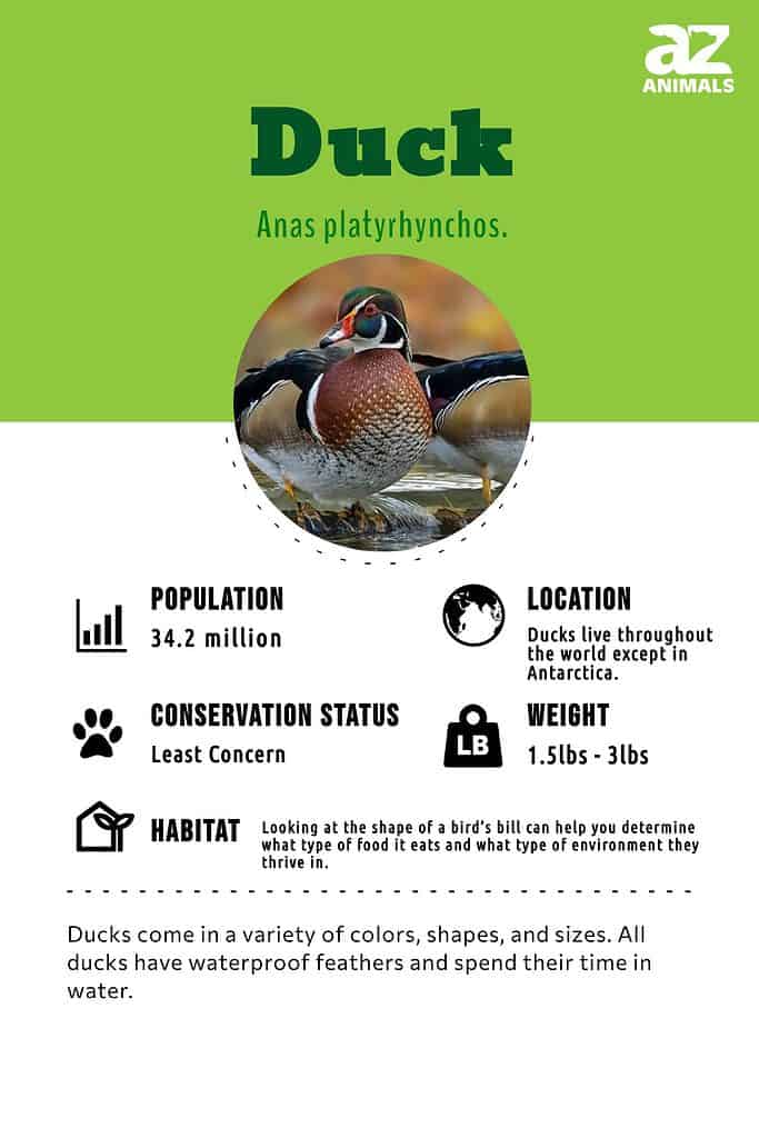 Types of Green Birds - A-Z Animals