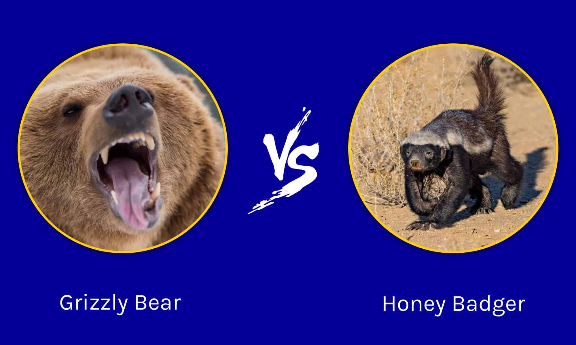 Epic Battles Grizzly Bear Vs. A Pack Of Honey Badgers AZ Animals