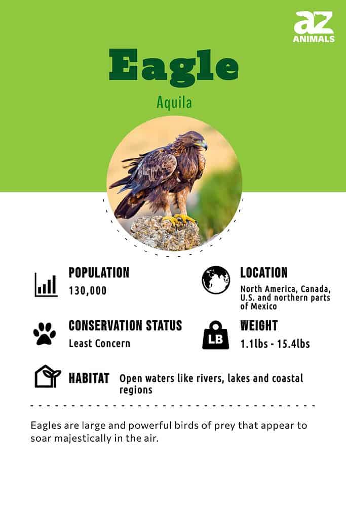 Eagle, Characteristics, Habitat, & Facts