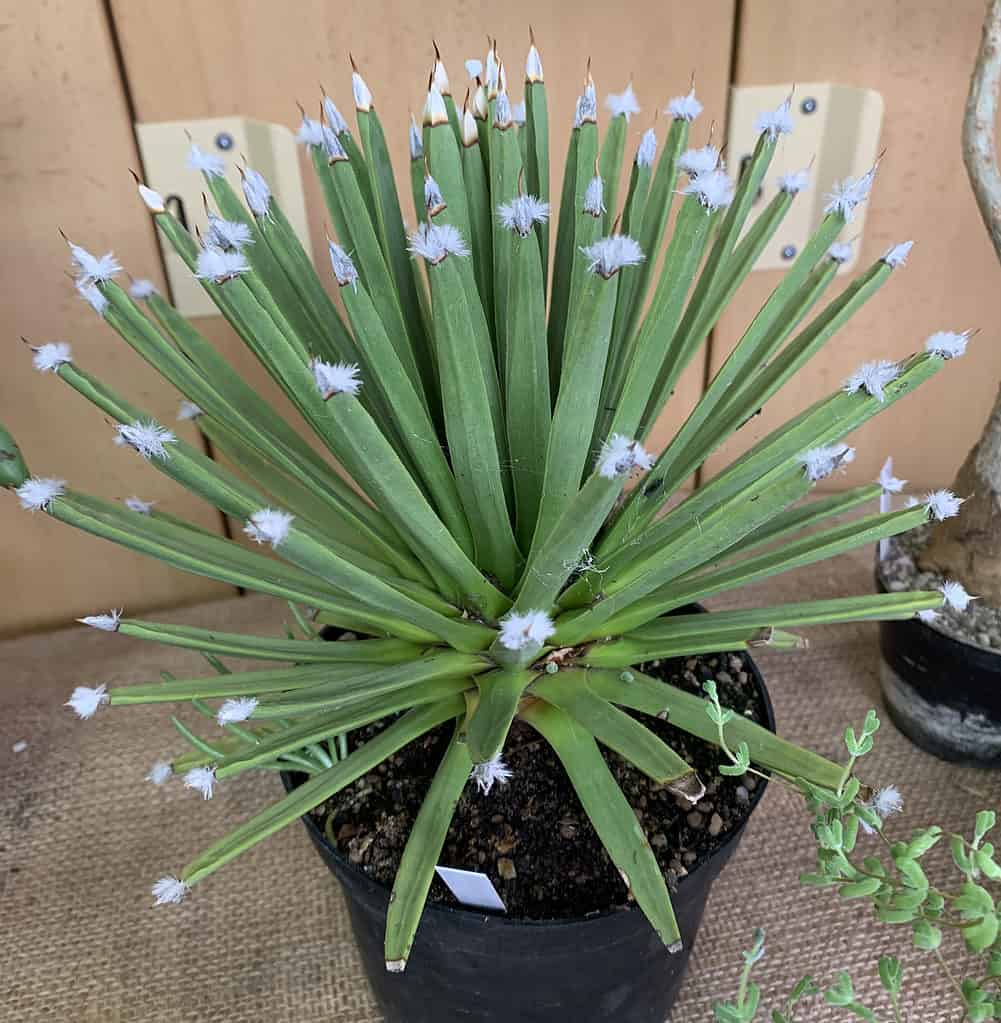 White Hair Agave (Agave Albopilosa)