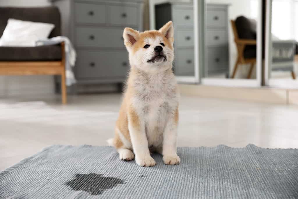 Akita Inu Puppy Next to Wet Spot - Dog Keeps Peeing in the House