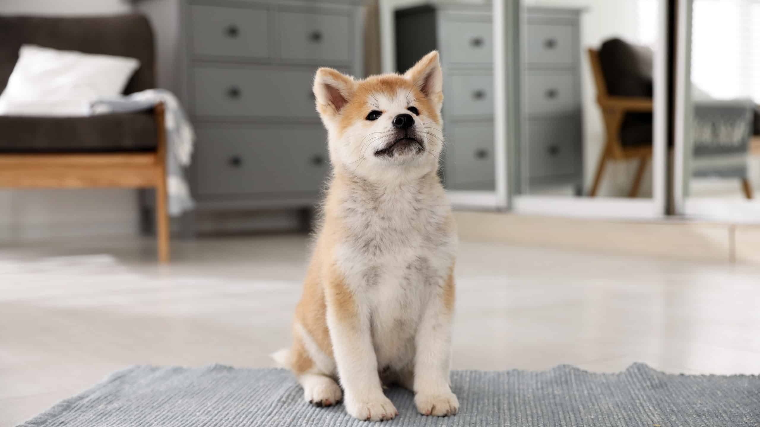 Akita Inu Puppy Next to Wet Spot - Dog Keeps Peeing in the House