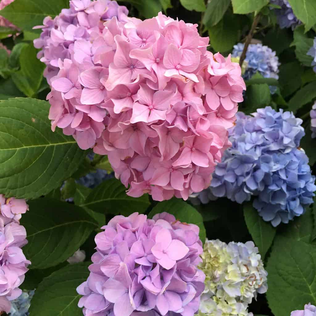 All Summer Beauty Hydrangea Flowers