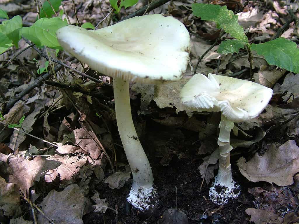 Fool's mushroom (Amanita verna) is highly poisonous
