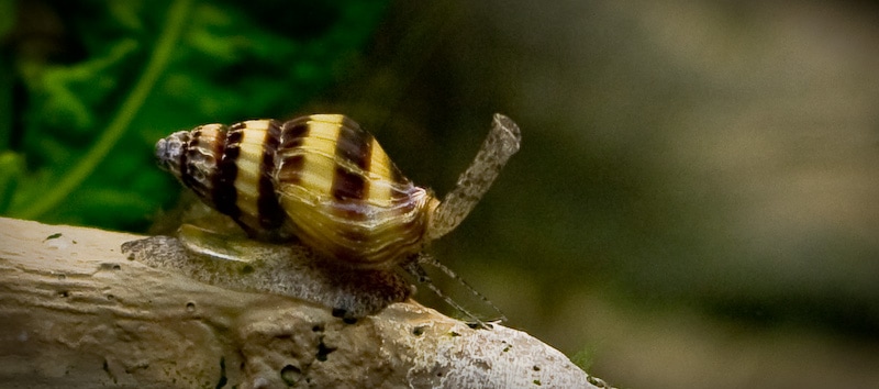 Assassin (bumblebee) snail showing siphon.