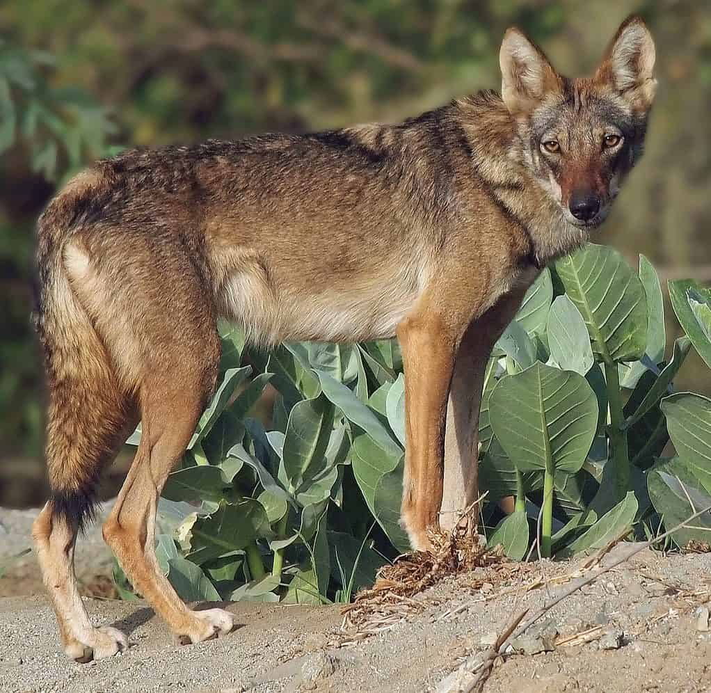 The Arabian wolf (Canis lupus arabs) lives in deserts