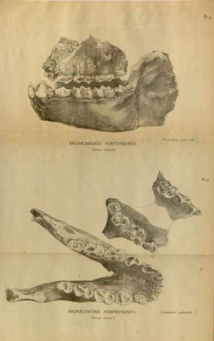 Archaeoindris mandible (1909)