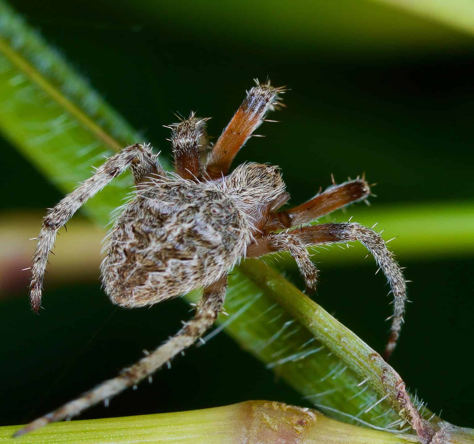 30 Spiders Crawling Around Columbus - A-Z Animals