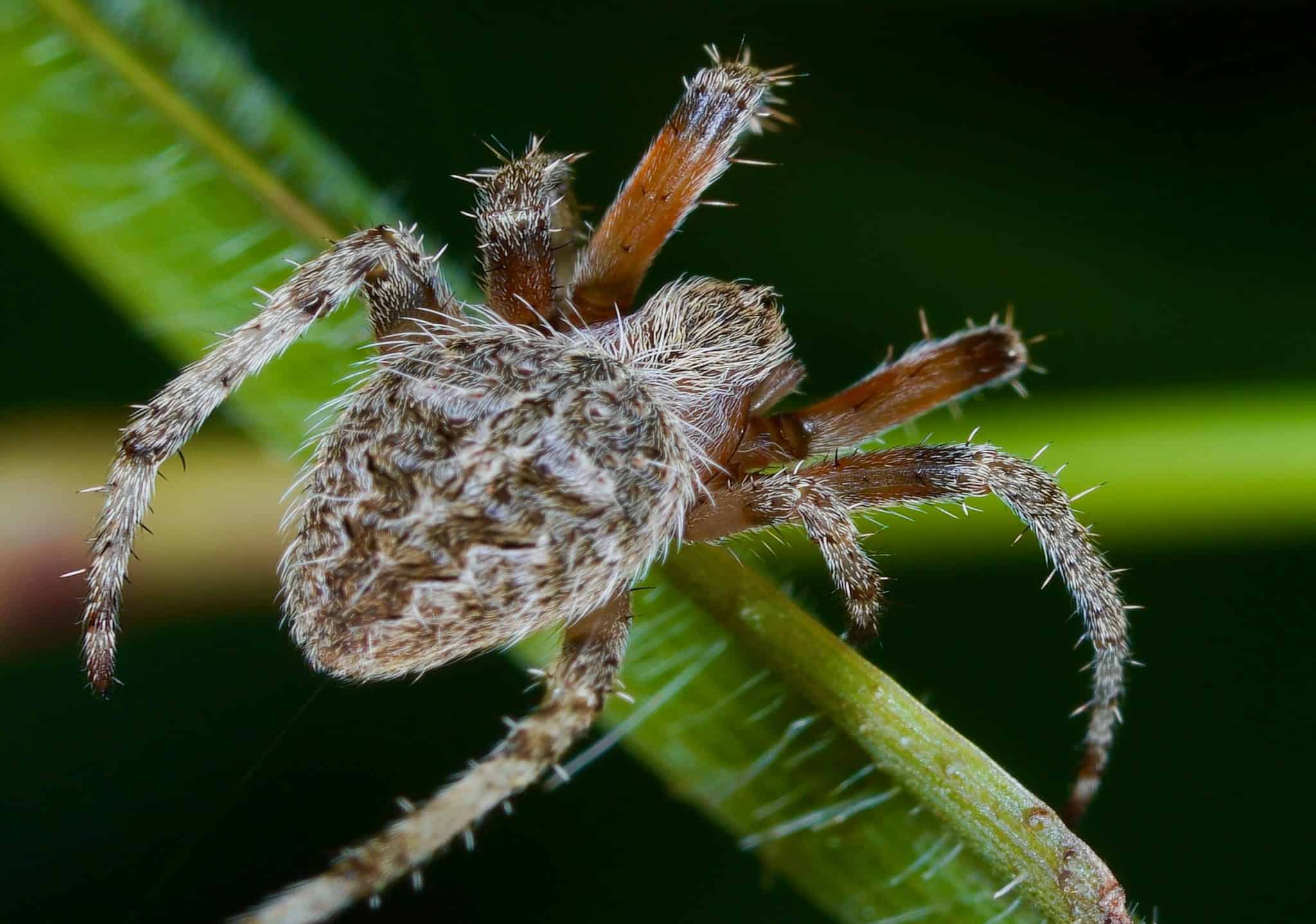 30 Spiders Crawling Around Columbus - AZ Animals