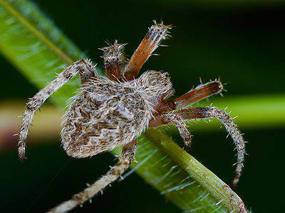 A Barn Spider