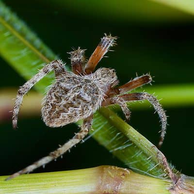 30 Spiders Crawling Around Columbus - A-Z Animals