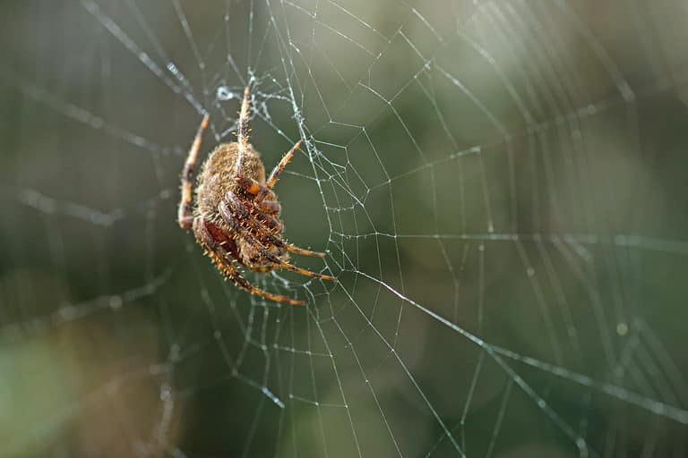 The Side View of a Barn Spider on a Web
