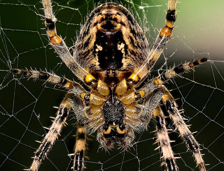 Up-Close Shot of Bottom of Barn Spider