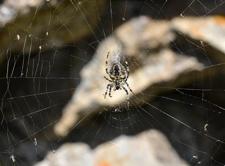 Barn Spider on a Web
