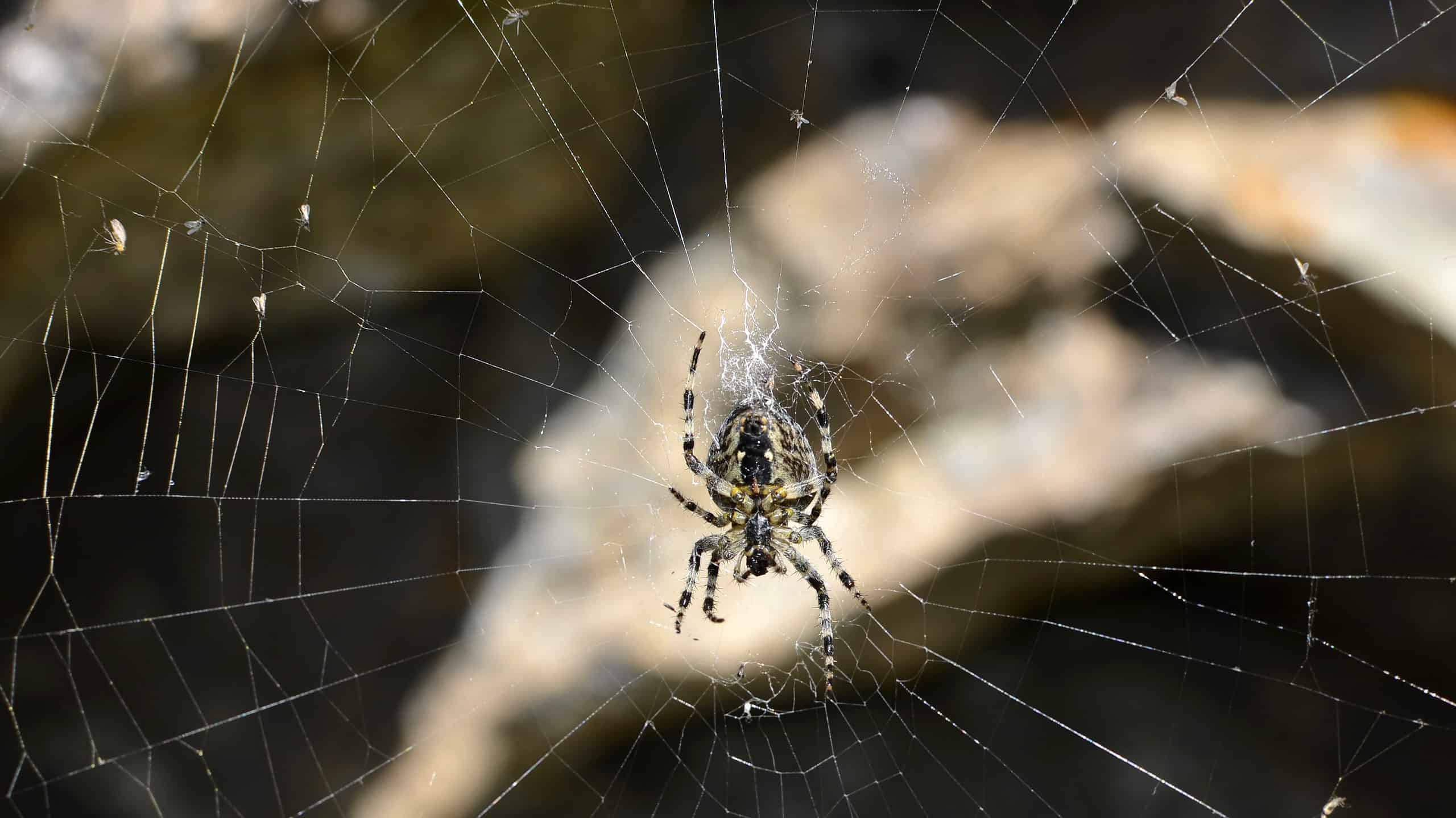 Discover the Spider Spirit Animal Its Symbolism and Meaning