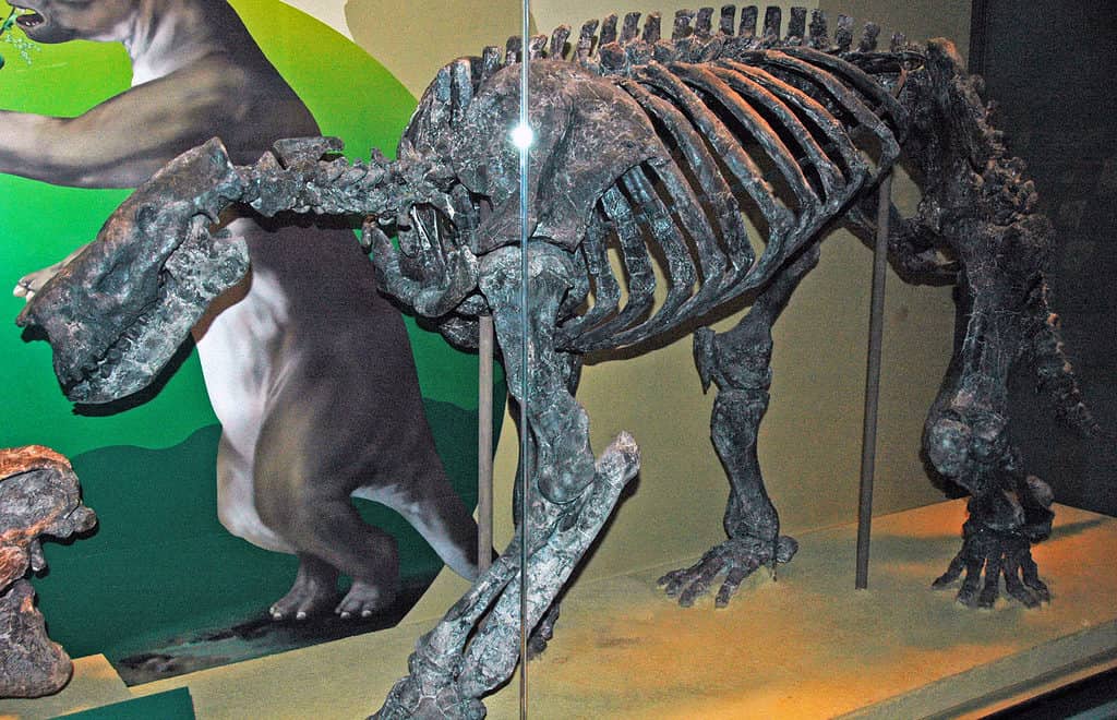 Fossil of the Barylambda skeleton