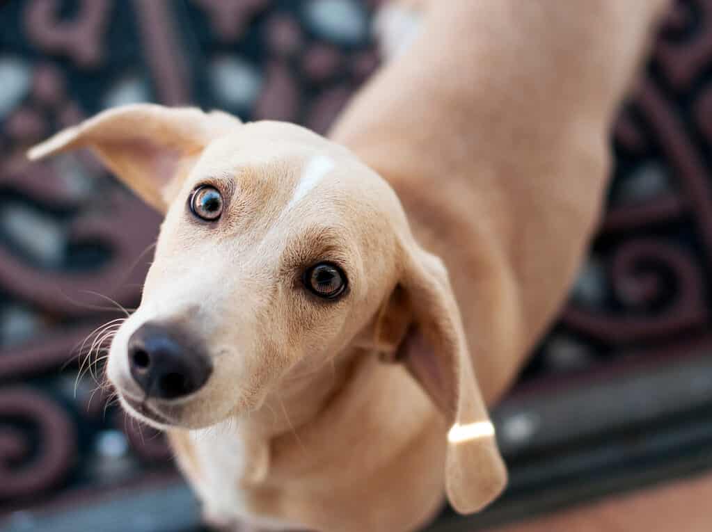 Basset Hound Mix