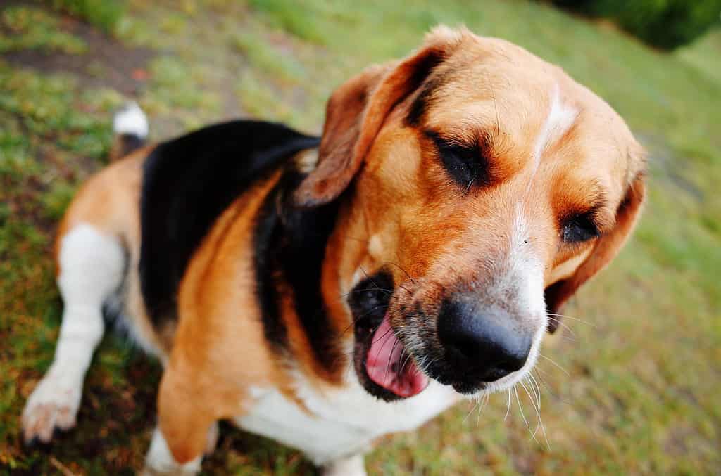 Basset Hound Mix