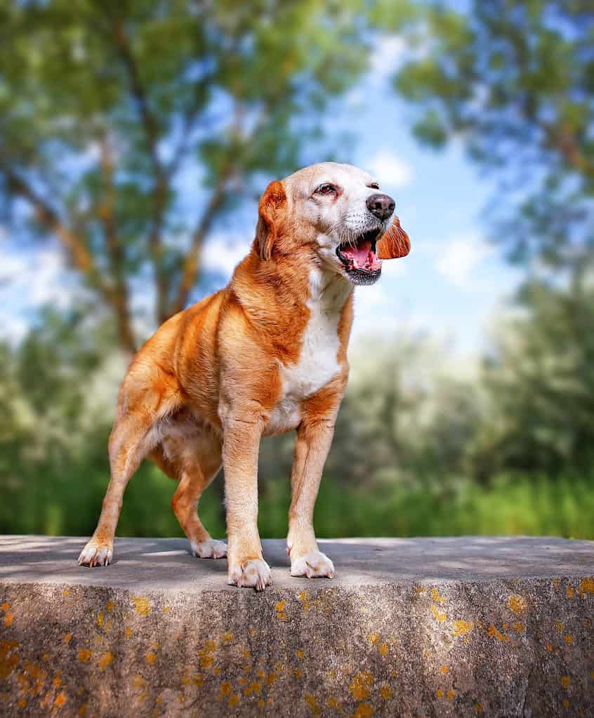 Basset Hound Mix