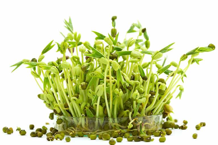 Bean Sprouts