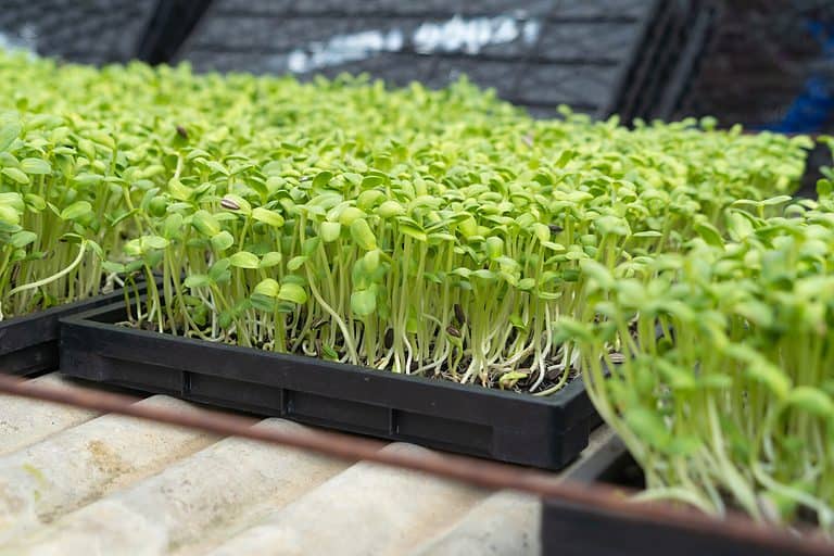 Can Dogs Eat Bean Sprouts? AZ Animals