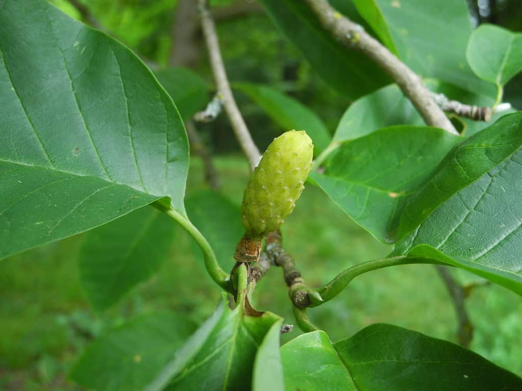 Cucumbertree (Magnolia acuminata)