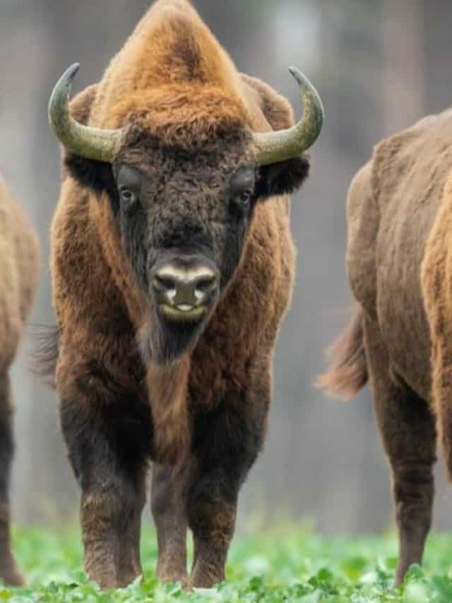 Bison Poop Everything You’ve Ever Wanted to Know Cover image