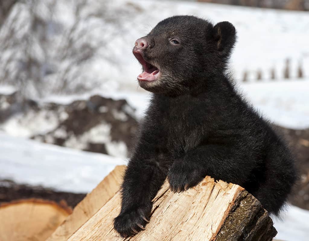 largest-black-bear-caught-in-washington-was-a-forest-behemoth