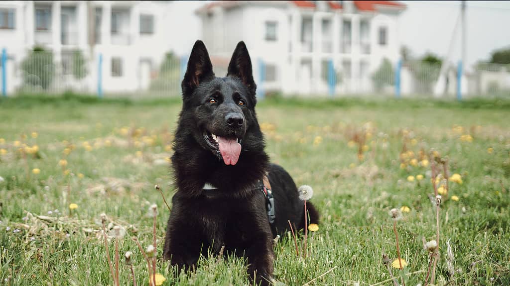 Black German Shepherd