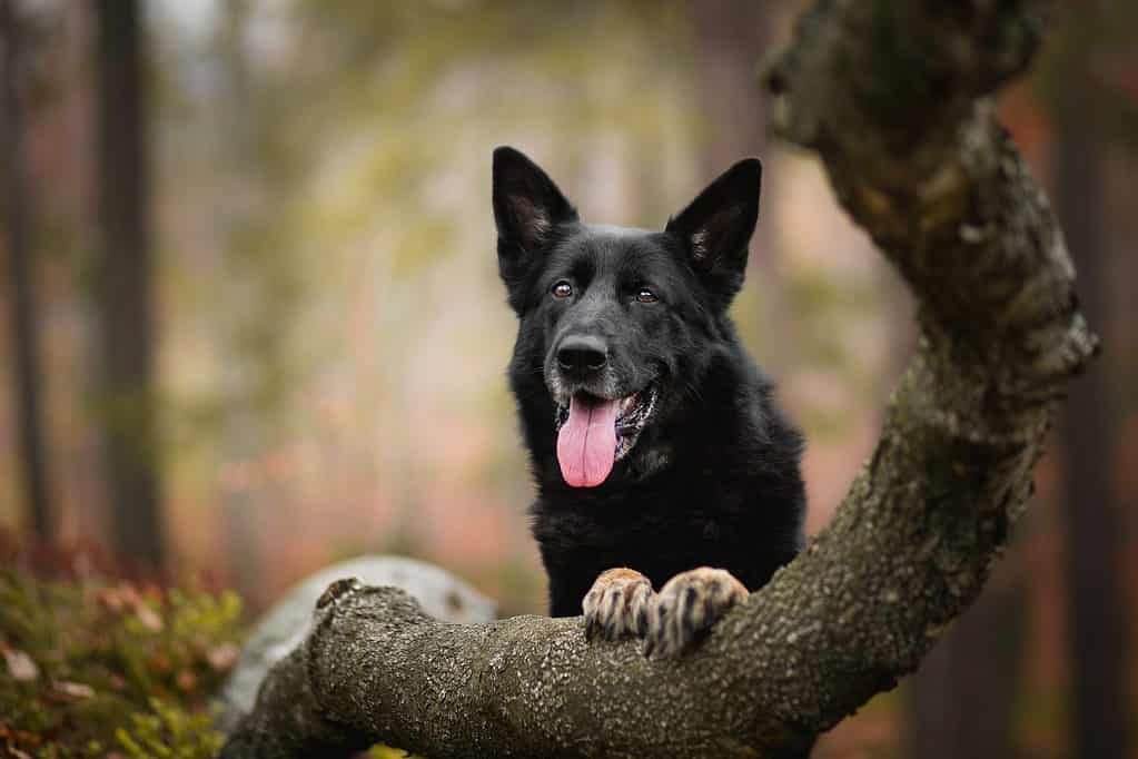 Serious store black shepherds