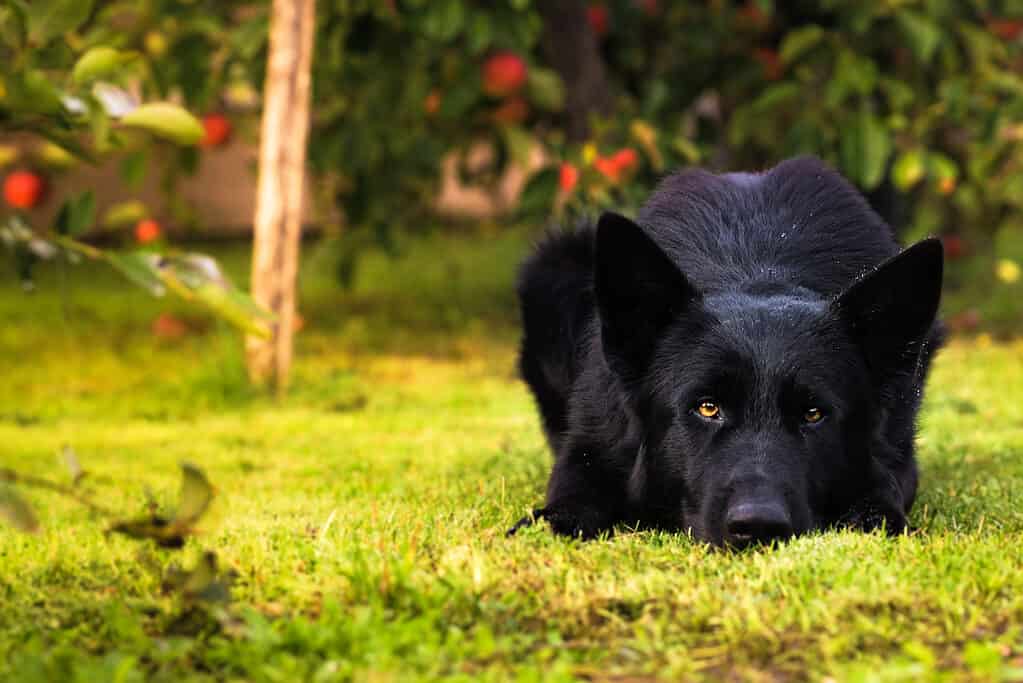 Black German Shepherd