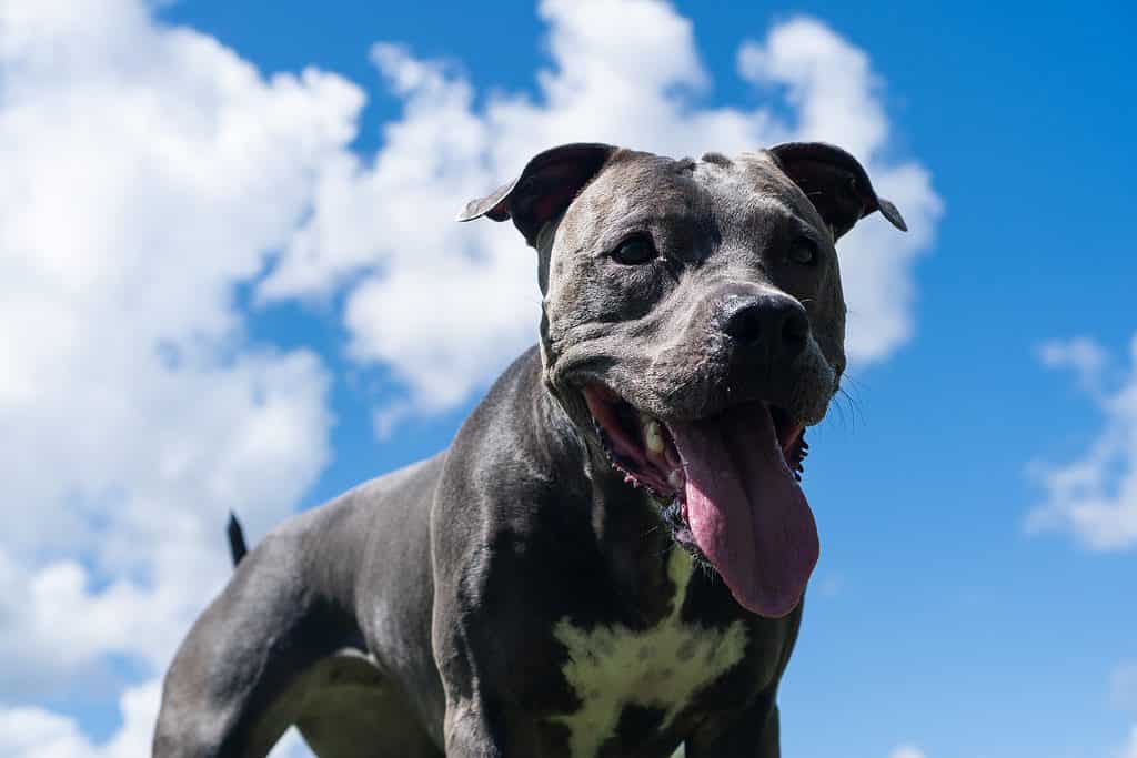 Blue Nose Pit Bull