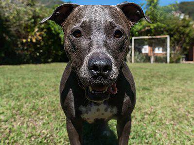 Blue Nose Pit Bull Picture