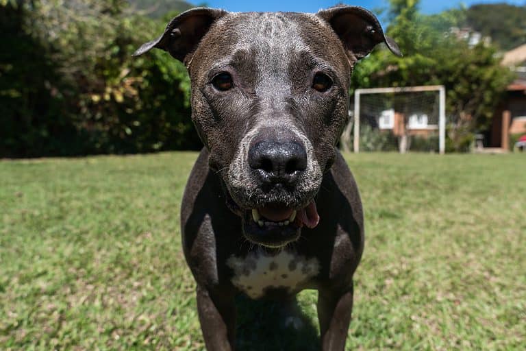 Blue Nose Pit Bull Looking at Camera