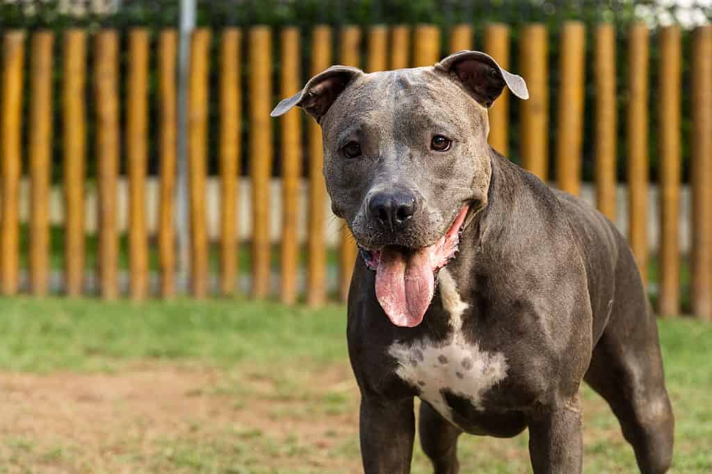 Blue 2024 male pitbull