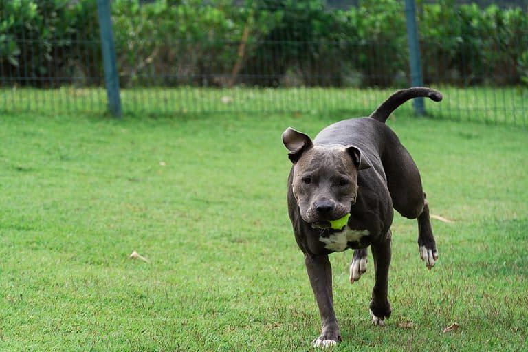 A Blue Nose Pit Bull Running with Ball