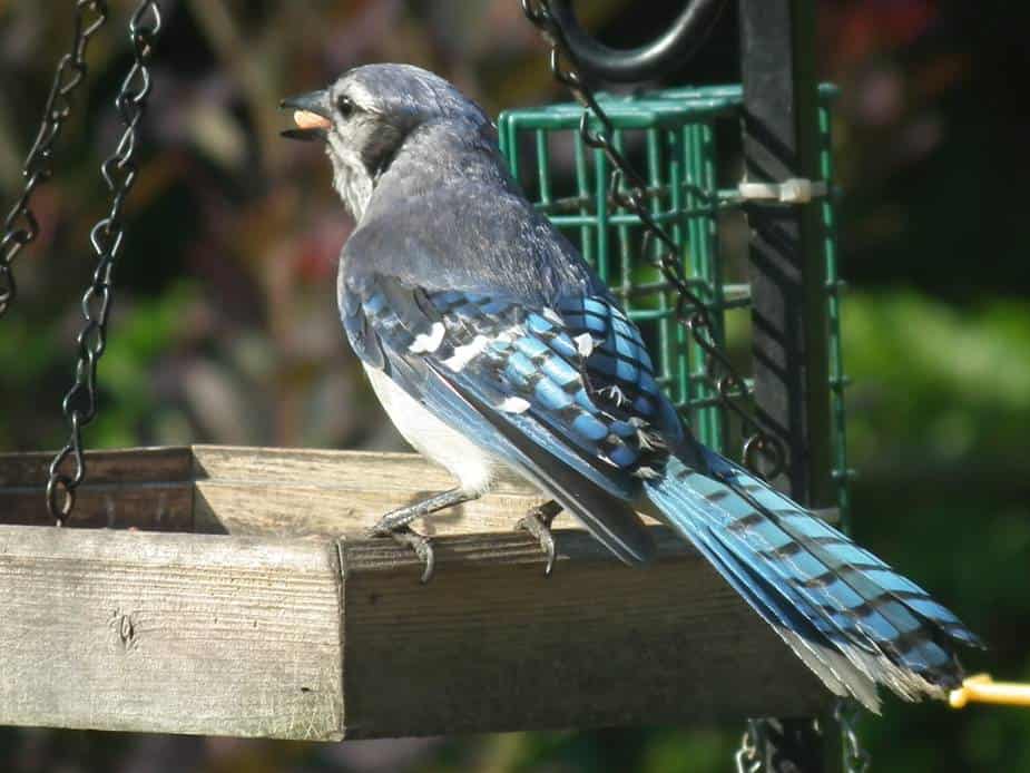 San Antonio's blue jay birds have a bold color and a brash bird