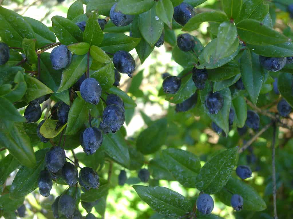 blue-black myrtle berries on tree