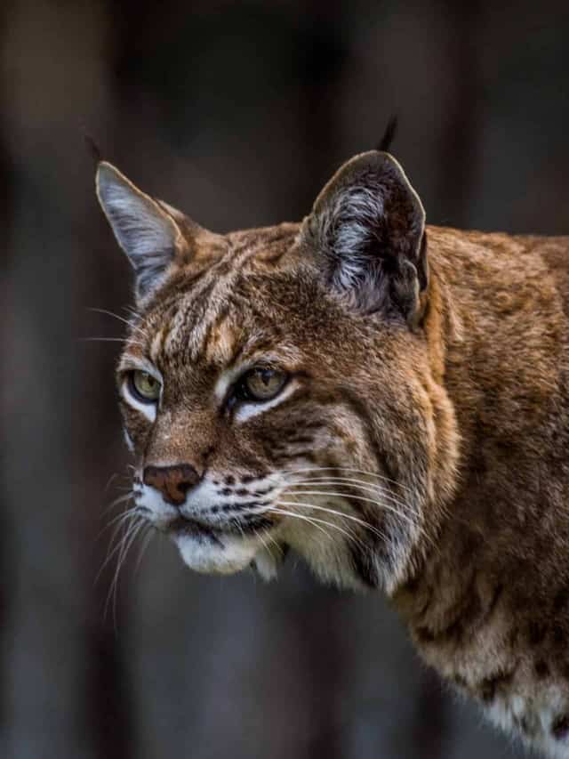 Bobcats In Indiana: Types and Where They Live - AZ Animals