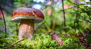 Mushroom Hunting in Oregon: A Complete Guide Picture