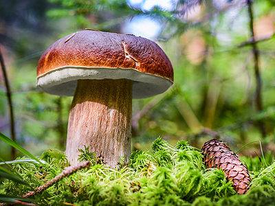 A Mushroom Hunting in Oregon: A Complete Guide