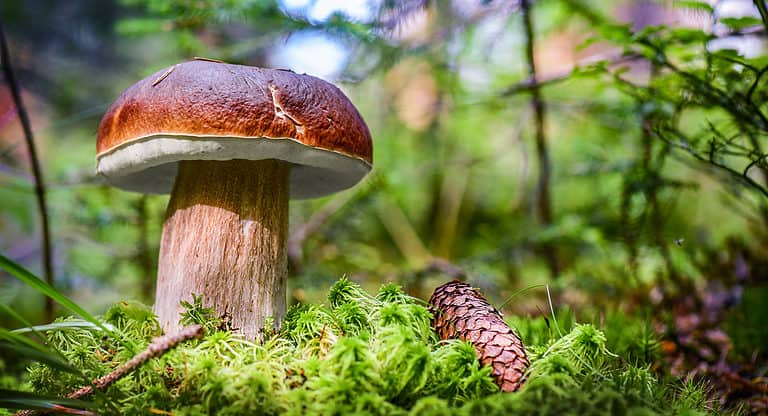 King Bolete Mushroom - Boletus edulis