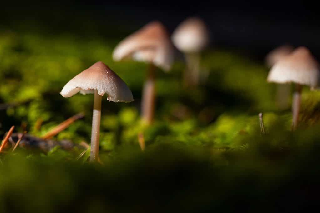 Bonnet Mushrooms