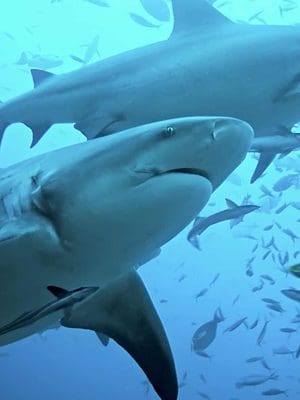 Dolphin Predators: These 6 Animals Kill and Eat Dolphins - A-Z Animals