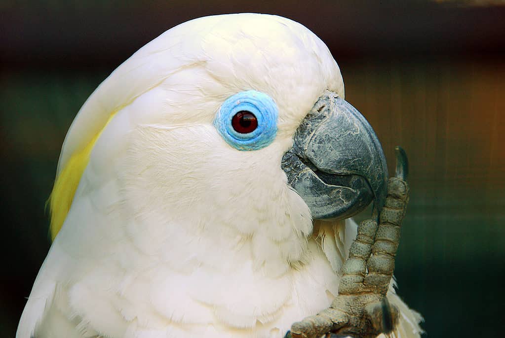 rare blue cockatoo