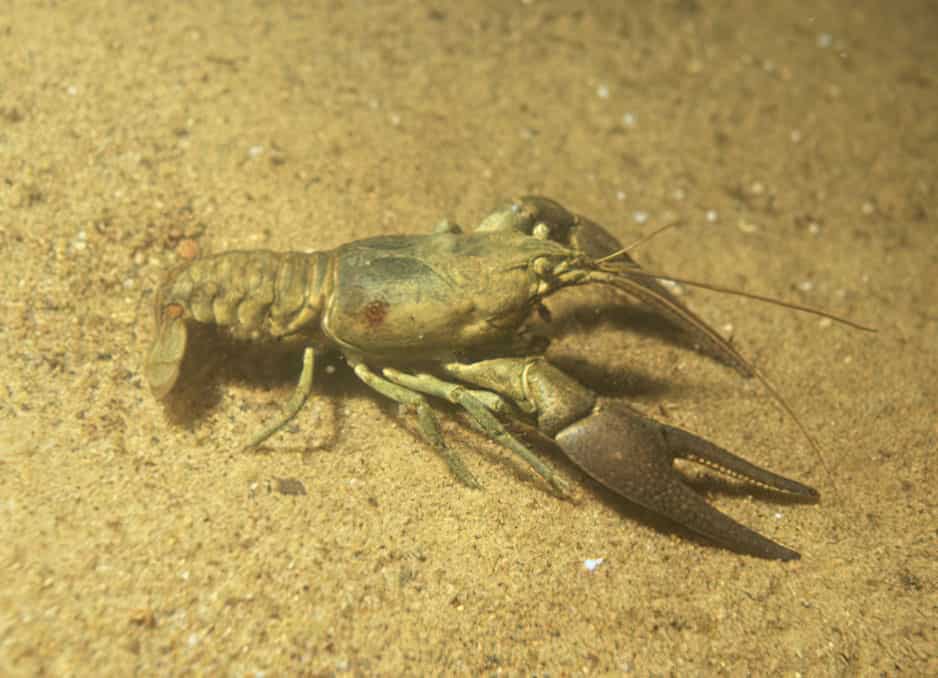 Benton County Cave Crayfish (Cambarus aculabrum)